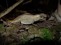 Description de l'image Antongil Leaf Chameleon, Nosy Mangabe, Madagascar (3899499361) (2).jpg.