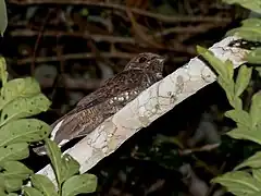 Description de l'image Antrostomus sericocaudatus - Silky-tailed Nightjar; Carajas National Forest, Pará, Brazil.jpg.