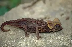 Description de l'image Antsingy Leaf Chameleon (Brookesia perarmata) (captive specimen) (9671447065).jpg.