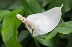 Description de l'image Anturio (Spathiphyllum cochlearispathum), Jardín Botánico, Múnich, Alemania, 2013-09-08, DD 01.JPG.