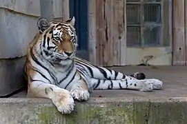 Un tigre de Sibérie au zoo d'Anvers