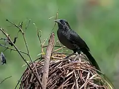 Description de l'image Anumara forbesi - Forbes's Blackbird; Tamandaré, Pernambuco, Brazil.jpg.