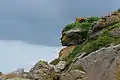 Tête d'Indien dans les rochers, archipel des Ébihens (Bretagne, France).