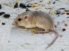 Description de l'image Apache pocket mouse (Perognathus flavescens apache) crop.jpg.