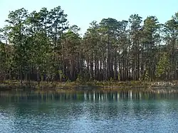 Image illustrative de l’article Forêt nationale d'Apalachicola