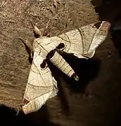 Apatelodidae(Apatelodes pandarioides)