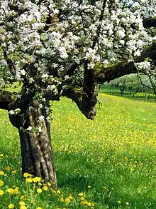 Prairie avec pommier et pissenlits en fleurs, Murrhardt, Allemagne, 2009