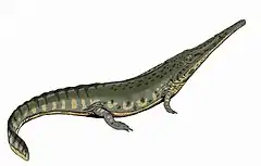 Aphaneramma, un trematosauridé