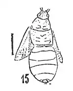 Aphanus contractus 1937 Nicolas Théobald cotype éch. R1004 p.256 pl.XIX Hémiptères du Sannoisien de Kleinkembs.