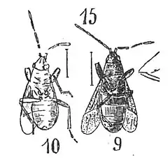 Aphanus dilatatus 1937 Nicolas Théobald Holotype Am132 et am136 p.365 pl. XXVII Hémiptères du Stampien d'Aix -en-Provence.jpg