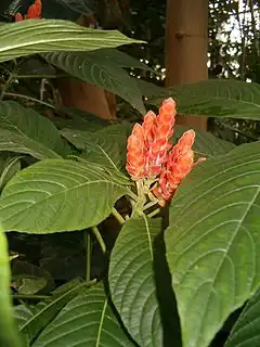 Description de l'image Aphelandra sinclairiana BotGardBln1105PartOfPlantWithInflorescence.JPG.