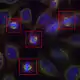 Modalités recalées en fausses couleurs de cellules en mitose au microscope