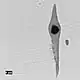 Photo d'une inclusion d'acier prise en microscopie