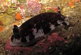 Aphelodoris luctuosa