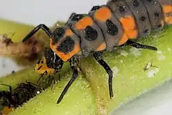 Larve grise, orange et noire mangeant un petit insecte.