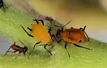 Plusieurs insectes oranges ayant la tête collée contre une plante.
