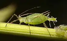 Petit insecte vert sortant d'un insecte similaire mais plus grand.