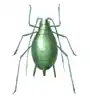 Dessin d'un insecte vert au corps rond.