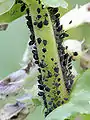 Aphis fabae ( pucerons ) sur la fève