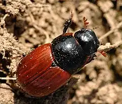 Description de l'image Aphodius.fimetarius.jpg.