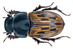 Description de l'image Aphodius (Acrossus) luridus (Fabricius, 1775) (15108549808).png.