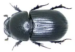 Agrilinus ater