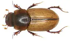 Acanthobodilus immundus