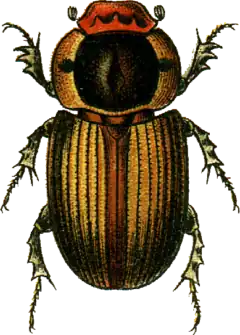 Agrilinus sordidus