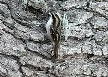 Photo couleur : vue d'un petit oiseau au dos rayé noir et fauve et gorge blanche, accroché à l'écorce grise d'un gros arbre.