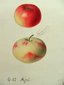 Pomme de reinette et pomme d'api, dans deux dessins botaniques.