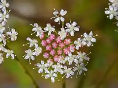 Fleurs de P. cervaria