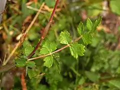 Jeune feuilles of P. cervaria