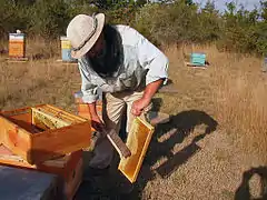 Récolte des cadres du magasin à miel