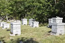 Apiculture dans les Alpes provençales