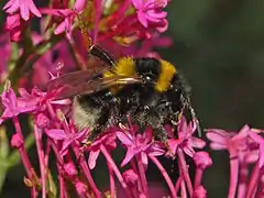 Description de l'image Apidae - Bombus ruderatus.JPG.