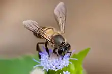 Abeille asiatique (Apis cerana)