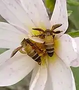 Abeilles à miel géantes : Apis dorsata.