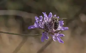 Sur une fleur de Scabiosa atropurpurea à Sète.