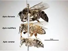  Trois abeille épinglées