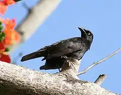 Oiseau noir perché sur une branche