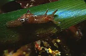 Lièvre de mer ponctué (Aplysia punctata) se nourrissant des épiphytes.