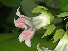 Fleur de profil