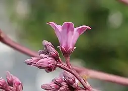 Fleur campanulée vue de profil