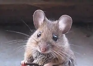 souris commune (Mus Musculus, Mammalia, Muridae)