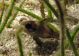 Un poisson-cardinal Apogonichthyoides timorensis