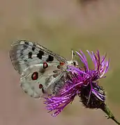 Papillon Apollon