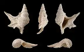 Aporrhais scaldensis (espèce fossile)