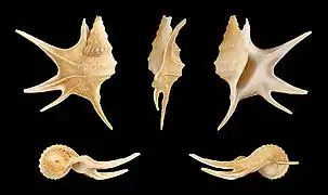 Aporrhais serresianus