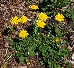 Plante à longues feuilles crantées, aux fleurs jaunes comptant une vingtaine de pétales allongés sur des tiges d'une dizaine de centimètres