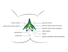 Anatomie externe, vue de face.